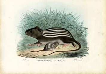 Randig mus, 1863-79